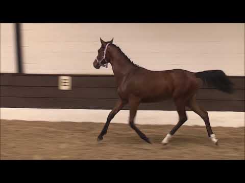 PAV VALENTINA 1j. v. Feuerwerk - Nemax ONLINE-AUKTION