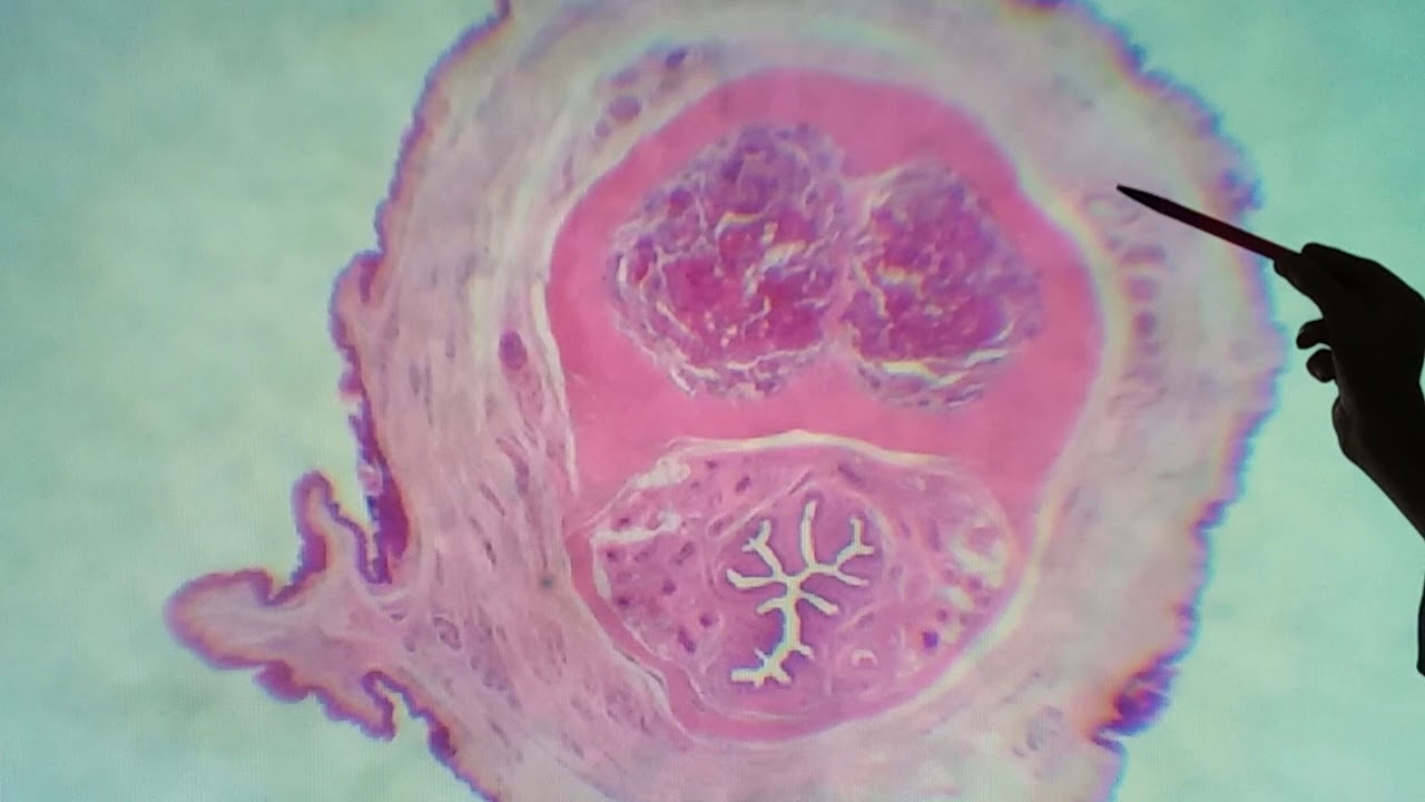 Histologia do pênis