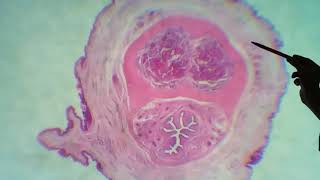 Histologia do pênis