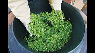 différences entre thé blanc, vert, noir