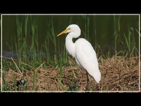 Volavka veľká (Ardea alba) — Great Egret pri love rýb