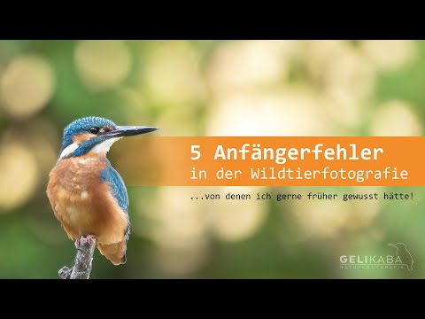 5 Anfängerfehler in der Wildtierfotografie... von denen ich gerne früher gewusst hätte