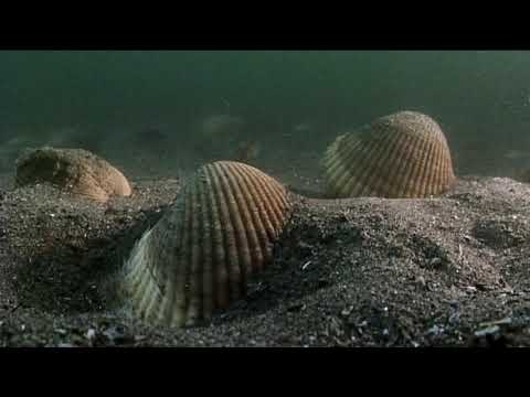 Molluscs - Moon Snail Preys on Cockles
