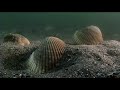 Molluscs - Moon Snail Preys on Cockles