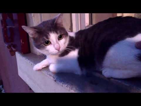 CAT LUANA SITTING OUTSIDE THE WINDOW - ground floor