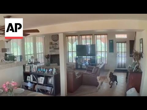 WATCH: Home video captures pets reacting to California earthquake