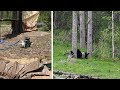 Bears Closing in on Camp, DIY Gasoline Powered Shower, AMAZING WILDLIFE DAY CAMPING!