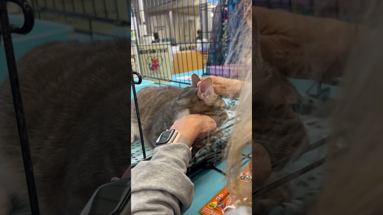 Enlarge L L Cool Cat, a Adoptable mixed breed in Gardena, CA video 5/5