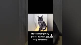 Pavone the Maine Coon. Hid family tree. #mainecoon @wildcatcreekcatterymainecoons