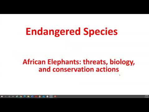 Endangered_Species_African_elephants Part I