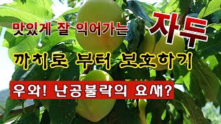 [텃밭농부 1,963]  맛있는 대석자두. 까치로 부터 보호하는 방법. #자두재배