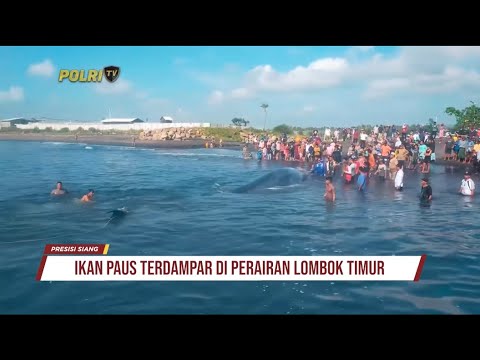 PROSES EVAKUASI IKAN PAUS YANG TERDAMPAR DI WILAYAH PERAIRAN LOMBOK TIMUR