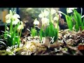 KH Muammar Za Sholawat Ya Sayyidi