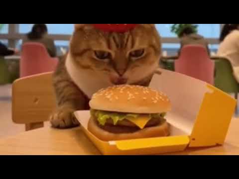 Cat in CROWN Steals Burger and Eats at Food Court! 🤯🍔