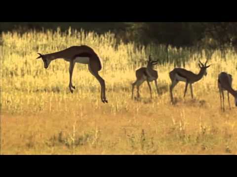 The Pronking Dance of the Antelopes - Lovely!