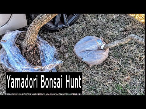 Yamadori Hunt, Free Bonsai. Found some amazing trees.