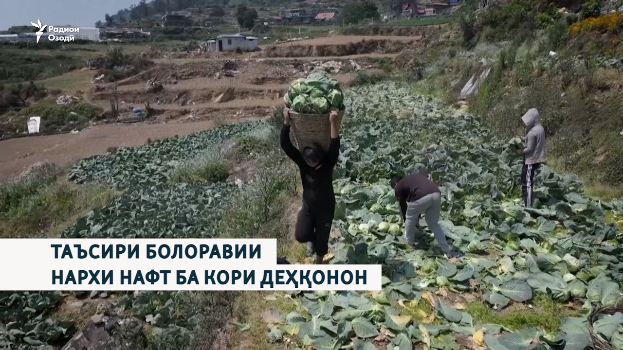Таъсири болоравии нархи нафт ба кори деҳқонон