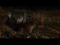 Sleepwalkers Mother Son Love