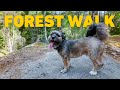 🎹 TV For Dogs 🐾🇫🇮 Dog Walking in Finnish Forest 🇫🇮🌲 Classical Piano Music 4K HDR
