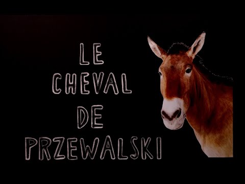 , title : 'Le cheval de Przewalski - Numéro d'inventaire #3'