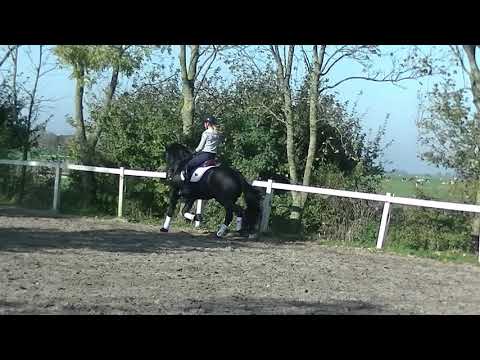 Stal Okkema's Albert Jasper x Tymon stallion 2016