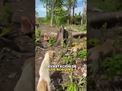 DURO GOLPE A LA MINERÍA ILEGAL 💥🌎 MadreDeDios | Tambopata🚨