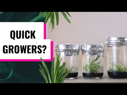 What Happens After Reflasking Orchid Seedlings - Summer Growth || Growing Orchids from Seed