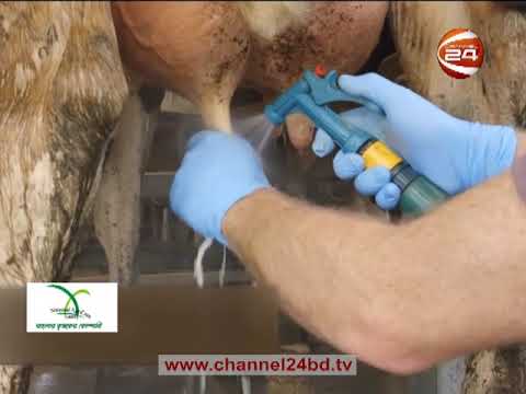 গাভীর ওলান ফোলার রোগ