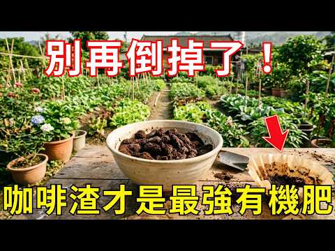 停手！每日沖完的咖啡渣千萬別扔，教你1招變身黃金肥，養花做錯這步全白費，看完省下上千元！