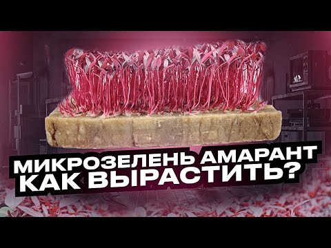 Як виростити мікрозелень амаранту. Технологія вирощування мікрогріна амаранту.