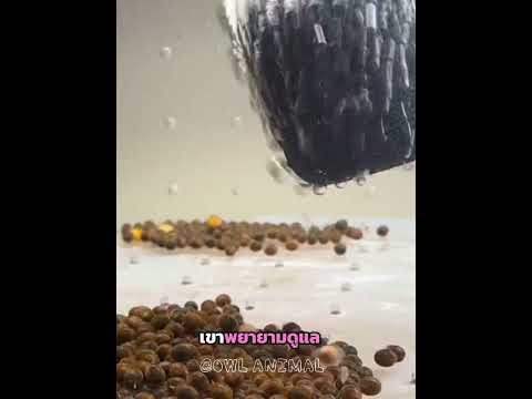 เจ้าของคนนี้มีกุ้งเลี้ยงเป็นสิบตัวเฉยเลย ?? #shorts