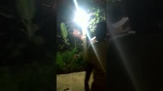 Download lagu kuntilanak terbang saat dengar suara petasan #2022 mp3 Download lagu kuntilanak terbang saat dengar suara petasan #2022 mp3