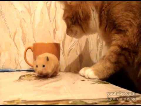 当老鼠遇上猫的那一瞬间(视频)