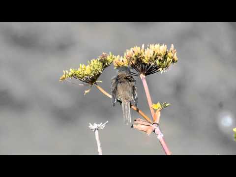 Junco vulcani