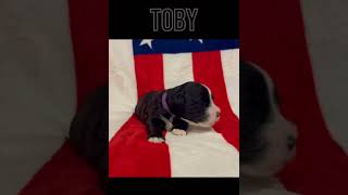 Video preview image #1 Portuguese Water Dog Puppy For Sale in WOODSTOCK, GA, USA
