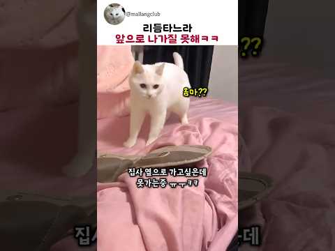 비트박스에 몸을 맡긴 고양이