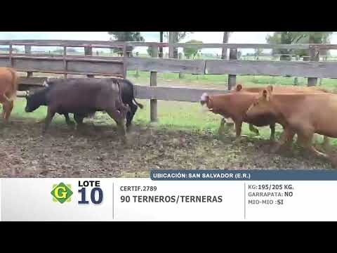 Lote 90 Terneros/as en San Salvador