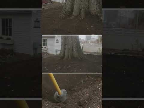 Before-and-after root zone invigoration on a declining hackberry tree #shorts #trees #arborist
