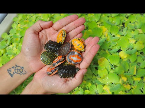 NEW! Cute Rare Baby Turtles!
