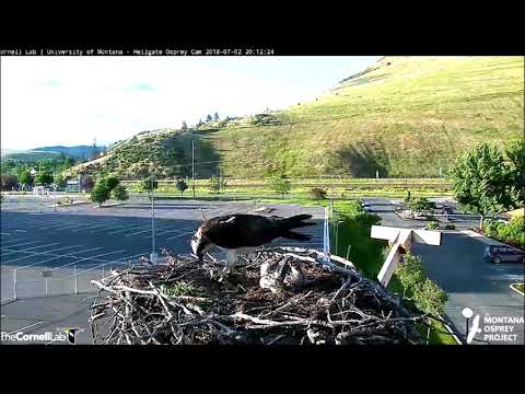 Hellgate Canyon Ospreys ~ Happy Osprey Chick Song & Dance, July 02, 2018