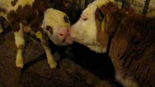 preview picture of video 'Cows making out'