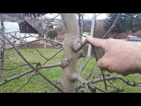 rezidba jabuke i ostalih vocki