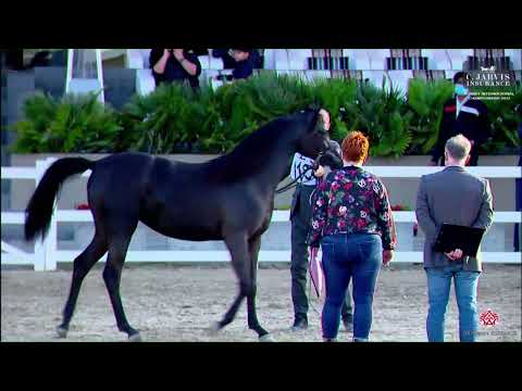 N 115 MUSK AL GHANAYIM   10th Kuwait International Championship 2023   Fillies 2 Years Old Class 3B