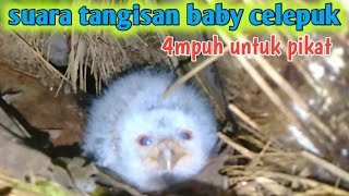 Download lagu suara tangisan baby celepuk 4mpuh untuk pikat celepuk liar..3 menit langsung berdatangan. mp3 Download lagu suara tangisan baby celepuk 4mpuh untuk pikat celepuk liar..3 menit langsung berdatangan. mp3