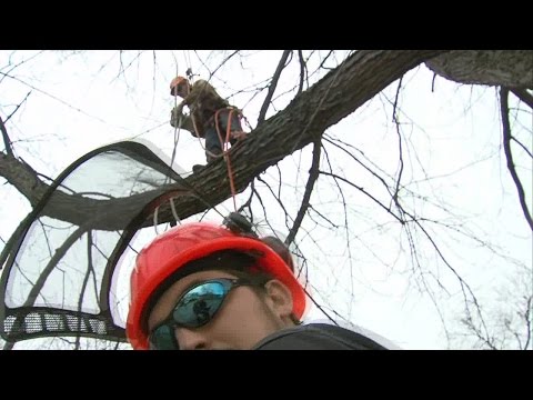 Tree Trimming Safety