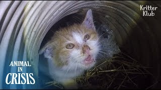 &quot;Mom. Help!&quot; Kitten Trapped Deep Down Below The Ditch Cries Out For Rescue | Animal in Crisis EP121