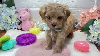 ハーフ犬の動画01