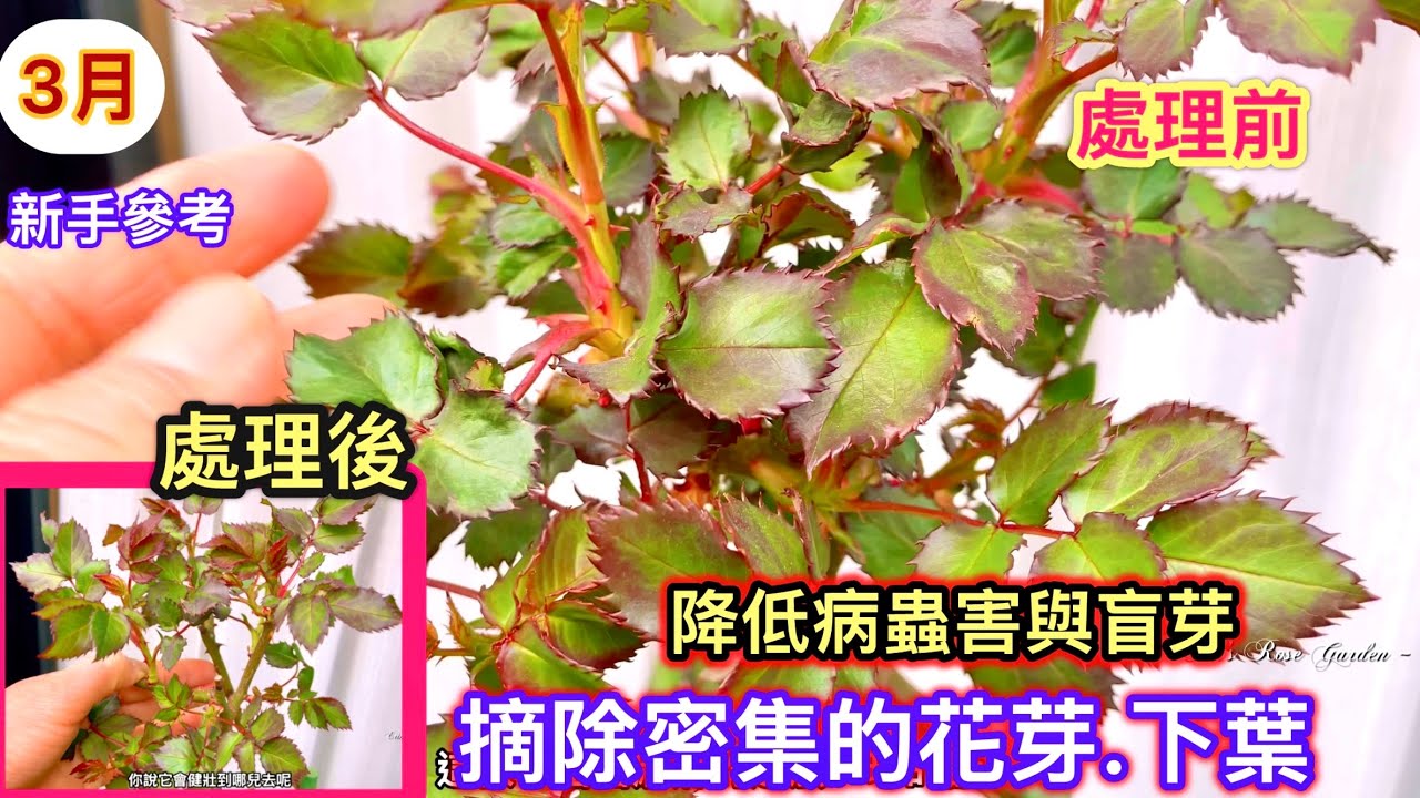 【疏芽與下葉】摘除玫瑰過密的花芽與下葉的重要性！以減少病蟲害與盲芽發生#Erin玫瑰花園