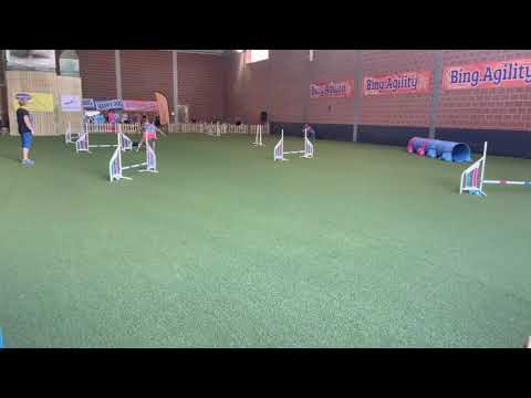 I. Bing Agility verseny