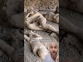 The Truth about #Pompeii Statues #italy #history
